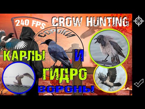 Видео: Отстрел из пневматики Сорок, Карлов и Гидро-Ворон. Crow Hunting 2022. Кроухантинг. Jack Hunter.