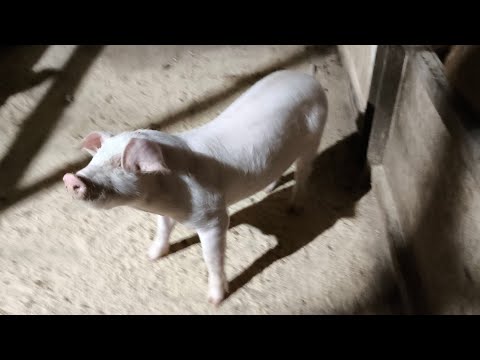 Видео: Новый хрячек!  На хозяйстве.... 
