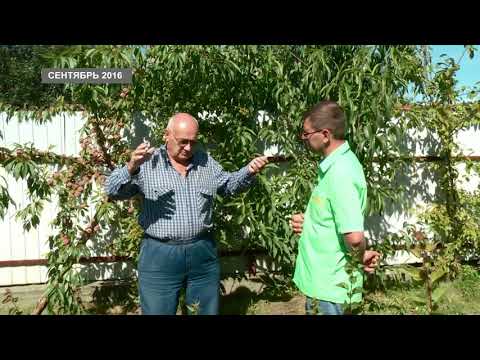 Видео: Персики в Сибири есть и будут