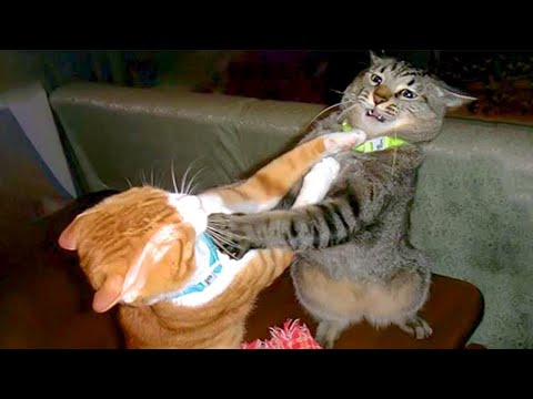 Видео: Самые ДРАМАТИЧНЫЕ моменты с кошками! 😂 Смешные видео с кошками 2024 года😹