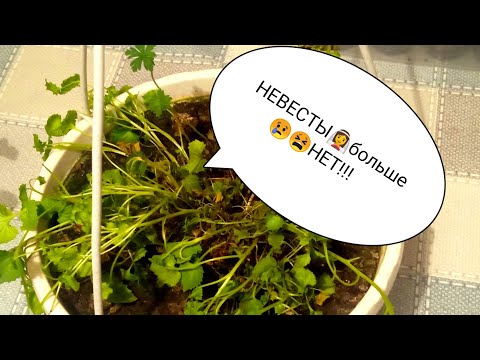 Видео: Главный враг кампанул осенью!? Невеста👰💍пропала😫😢!