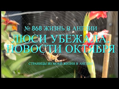 Видео: Люси убежала. Наши новости октября. Движуха у соседей. № 868 Жизнь в Англии