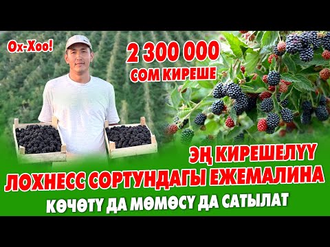 Видео: Ишти кылса БОЛОТ экен го! Быйыл ЕЖЕВИКАДАН 2 300 000 сом ТАПКАН жаш ИШКЕР ~ Лохнесс сорту жакшы экен