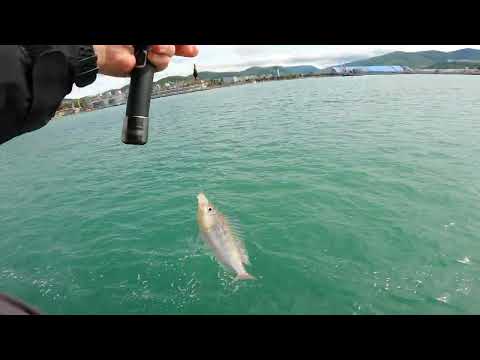 Видео: Рыбалка Черное море. Смарида(синий окунь).