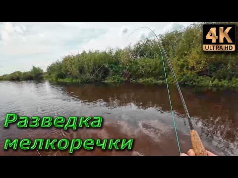 Видео: Нахлыст в забродку. Разведка, реки Сеймы, язики...