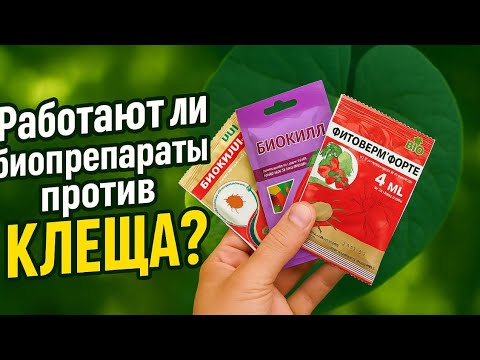 Видео: 4 биопрепарата от паутинного клеща в теплице | Как спасти огурцы без химии #землядел