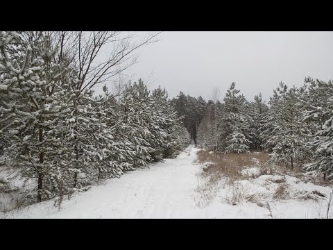 Видео: Косули заснеженного леса.