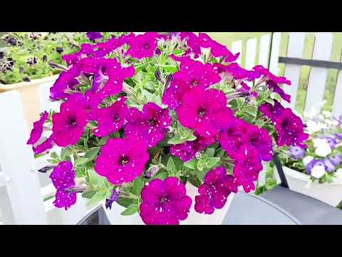 Видео: У ПЕТУНИИ ЛИПКИЕ ЛИСТЬЯ. ПРИЧИНЫ И ЧТО ДЕЛАТЬ?