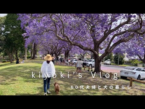 Видео: 63 года | Мы проехали 250 км до знаменитого города ради волшебного цветения жакаранды | видеоблог