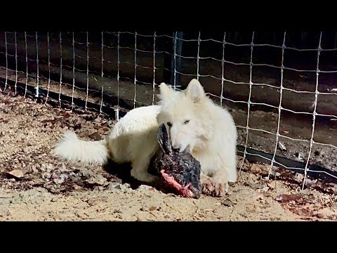 Видео: Вечерняя кормёжка ВОЛКОВ деликатесом. Каждый выбрал сам себе, какую голову он съест.