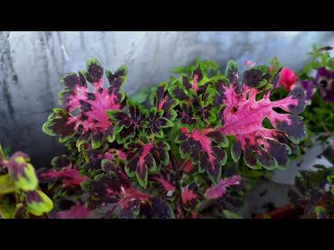 Видео: Карликовые колеусы. продажа после 15 августа.