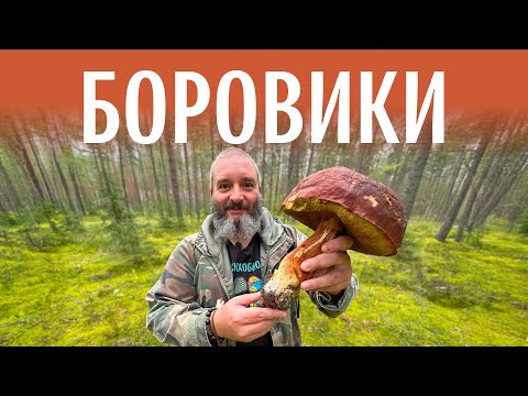 Видео: Для новичков. Боровики. Михаил Вишневский