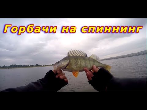 Видео: Крупный окунь на спиннинг. Красноярское море