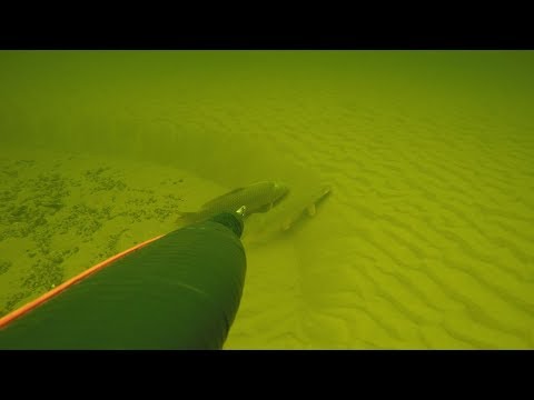 Видео: Подводная охота  в окрестностях Волгограда. В поисках долгожданного трофея. Активно ищем рыбу!