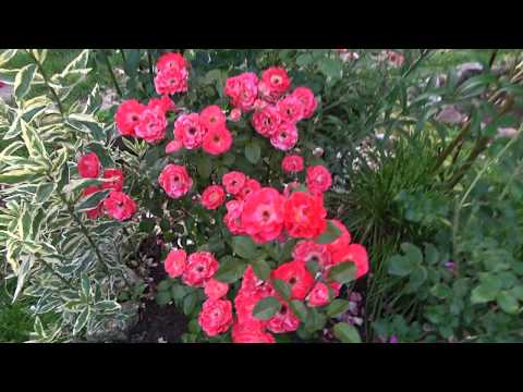 Видео: Удобрение для роз, Как сохранить розы до посадки в грунт, В конце ролика немного лета,