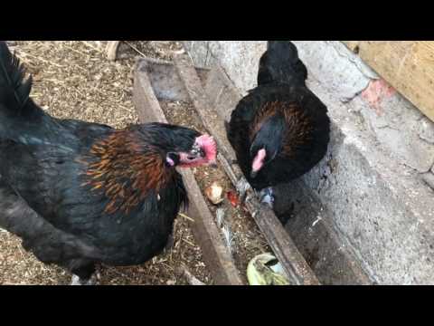 Видео: Мараны. Неудачный опыт.