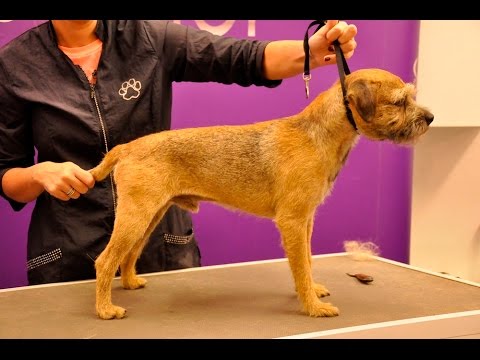 Видео: Руководство по уходу за шерстью бордер-терьера – профессиональный грумер