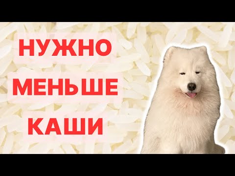 Видео: Правда об углеводах в корме. Почему ваша собака ест как студент?
