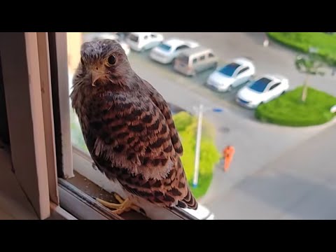 Видео: Дикая пустельга села мне на окно — и мы стали друзьями