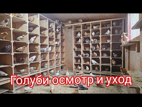 Видео: Голуби осмотр уход наблюдение