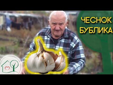 Видео: Подзимняя посадка чеснока 🌱 Как это делает Бублик Б А