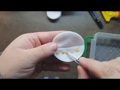 Видео: Проращивание семян сладкого и острого перца на ватном диске.