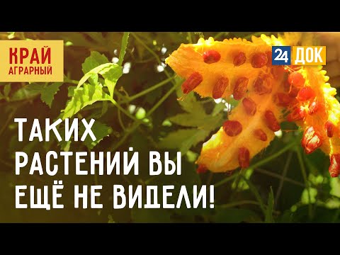 Видео: Как на Кубани выращивают батат, момордику и другую экзотику? КРАЙ АГРАРНЫЙ