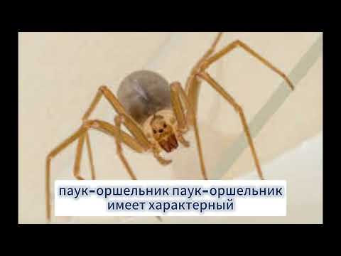 Видео: паукообразные ( смотрим и не осуждаем)
