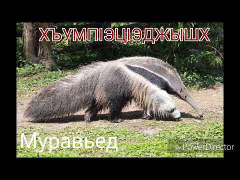 Видео: Названия животных на кабардинском языке.  Слайд-шоу из фото.