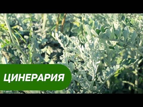 Видео: Цинерария серебряная пыльца. Как посадить Цинерарию? Как ухаживать за цинерарией?