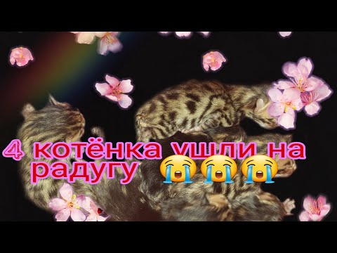 Видео: Роды кошки.Волчья пасть у котят. Четверо не выжили 😪😪😪