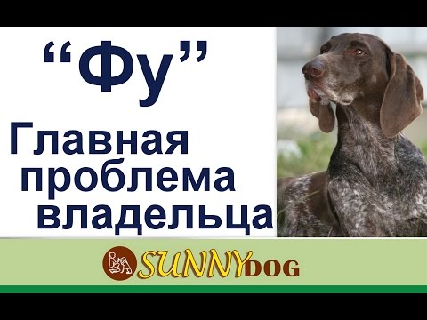 Видео: Фу или Нельзя. Самая главная проблема владельцев