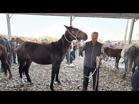 Видео: УКАМ БЭЭЛЕР УШУНДАЙ БОЛУП ЖАТАТ 🤯 #байтв 