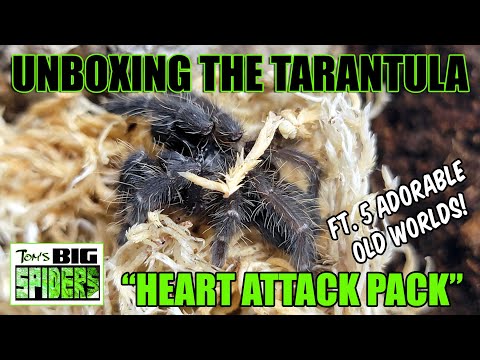 Видео: Распаковка Tarantula "Heart Attack Pack" при участии Cyriopogopus sp.