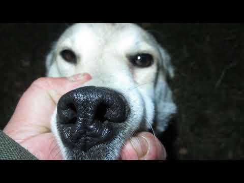 Видео: Потеряшки сами вернулись домой