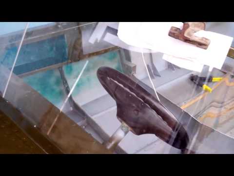 Видео: Изготовление лобового стекла прогресс 2