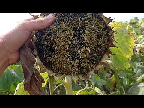Видео: Состояние подсолнечника 🌻🌻🌻 оптимальных и пожнивных сроков посева. Разница!!!