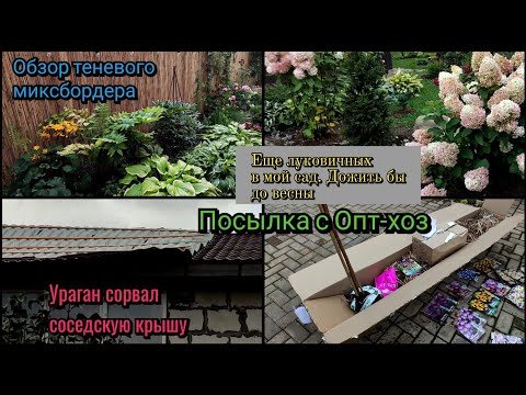 Видео: Осенние работы в саду. Растения для тени. Посылка с опт-хоз. Мой сад. Прогулка по саду