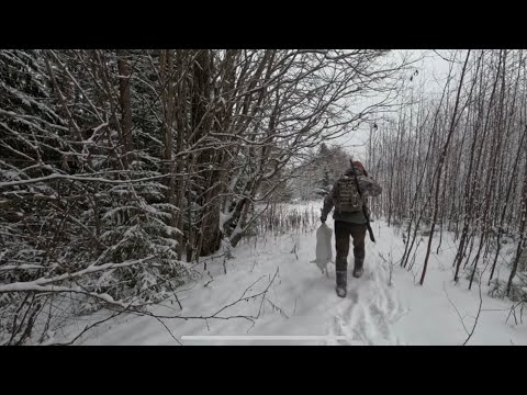 Видео: ОХОТА НА ЗАЙЦА С РУССКОЙ ГОНЧЕЙ, КОСТРОМСКАЯ ОБЛАСТЬ , #ОхотаНаЗайца #Охота