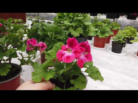 Видео: Пеларгония и Гвоздика к 8 марта.  Обзор и Полив