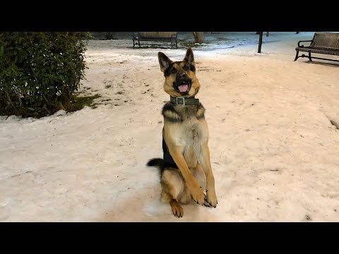 Видео: Самая умная собака в мире - Нереально сложные команды | Немецкая овчарка Арчи