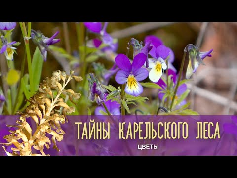 Видео: ЦВЕТЫ | Тайны карельского леса