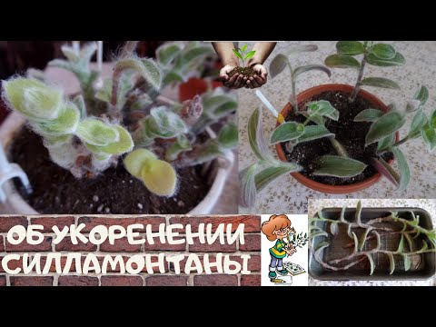 Видео: Мои наблюдения за укоренением черенков вариегатной  силламонтаны и начало нового эксперимента
