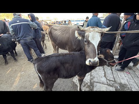 Видео: СААН УЙЛАР КУНАЖЫН БУКА ЭРКЕК ТОРПОК БААЛАРЫ 💪🏻 #байтв 
