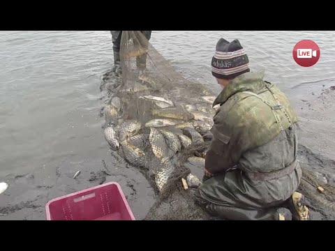 Видео: Слонимский фермер о рыбоводстве: сколько тратит, зарабатывает, о браконьерах и... перспективах!