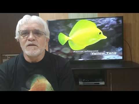 Видео: Питание  дискусов 4 (Приготовление фарша).