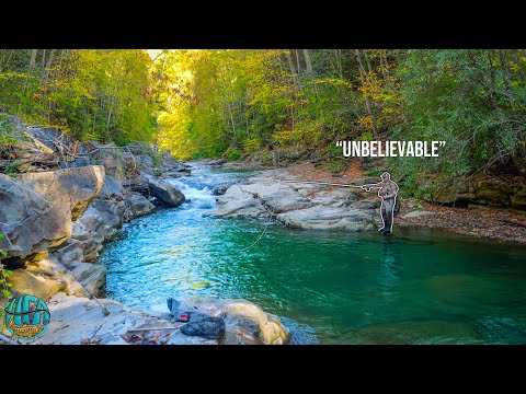 Видео: Мой самый безумный улов форели в моей жизни! (Рыбалка нахлыстом на БОЛЬШУЮ форель)