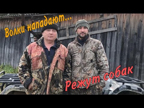 Видео: Волки нападают… Режут собак.