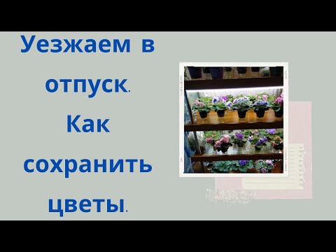 Видео: Как сохранить цветы на время отпуска . Мой опыт.
