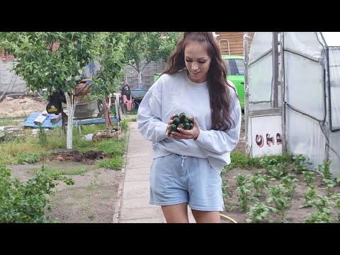 Видео: К нам приехал Арслан, первый урожай из теплицы.